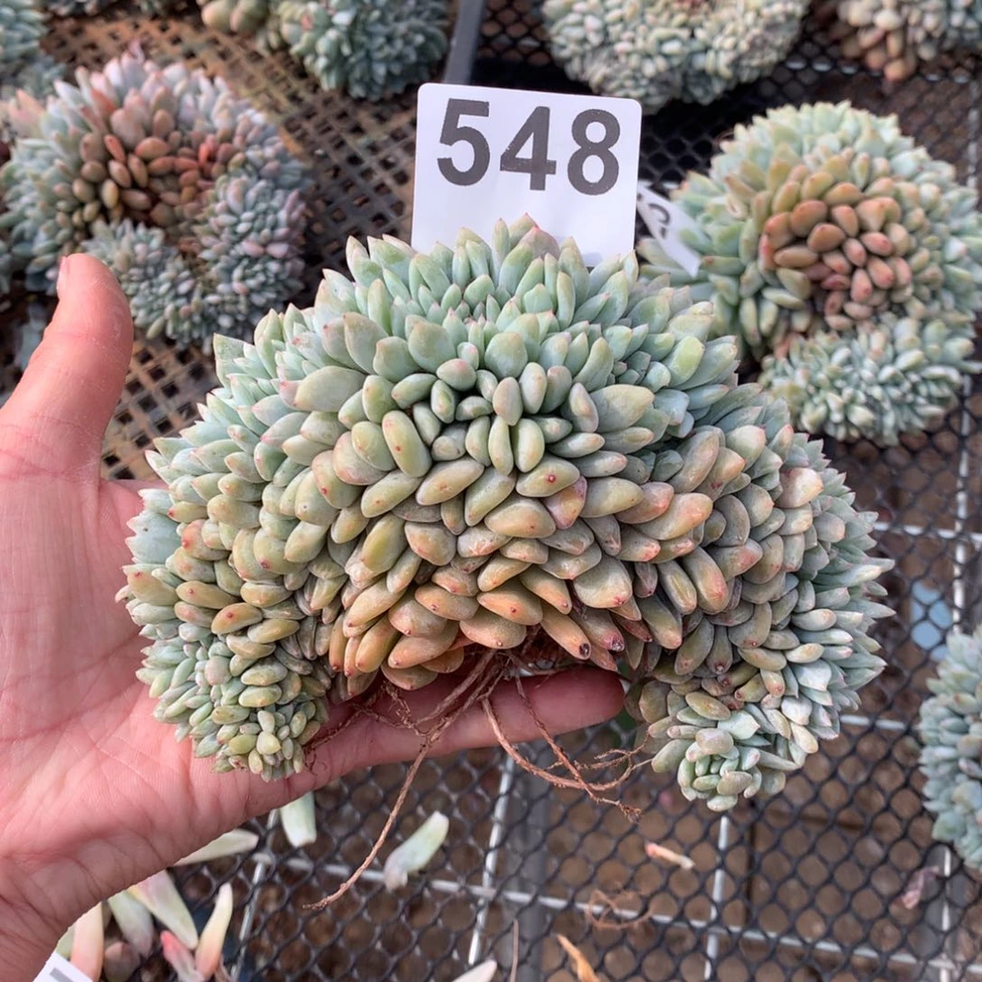 548橙子缀化多肉植物