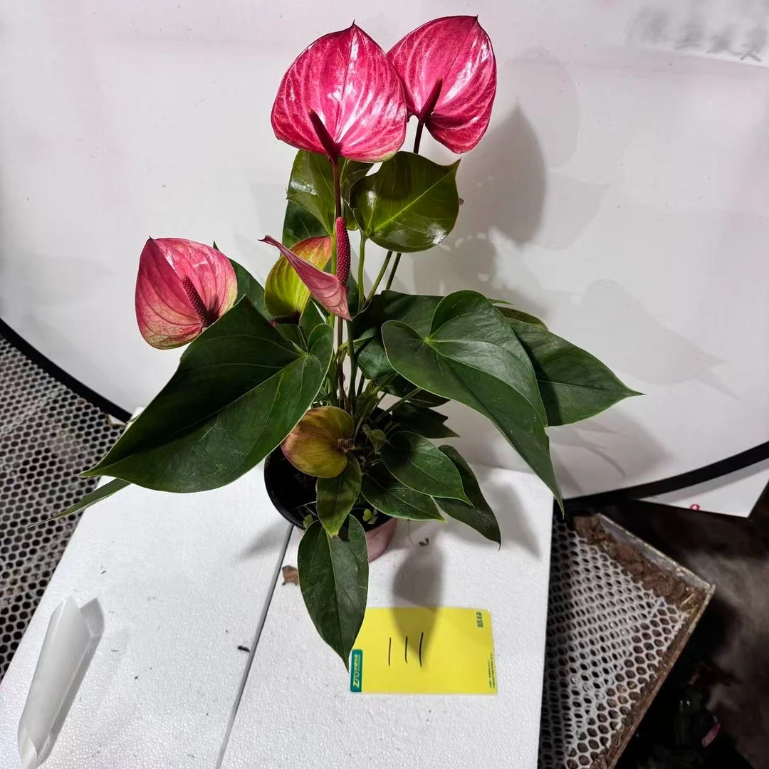 彩色掌一物一拍编号111