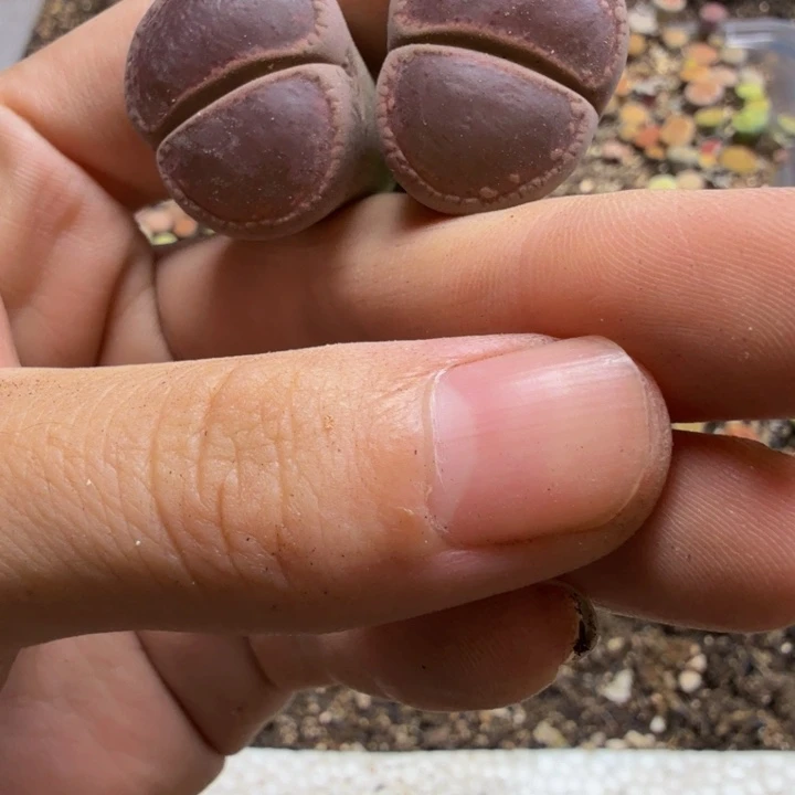 多肉植物和植物的56