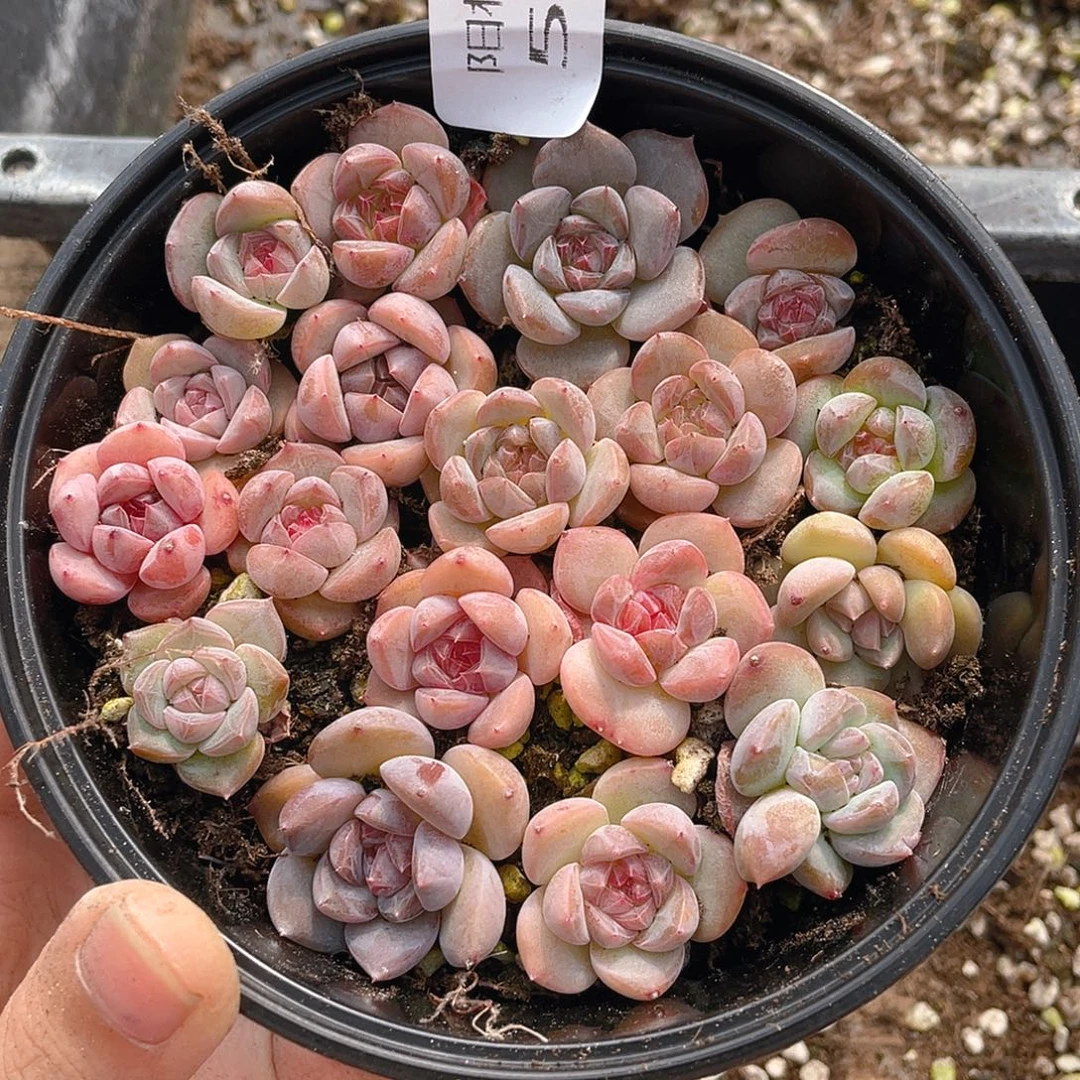 多肉植物多肉植物578