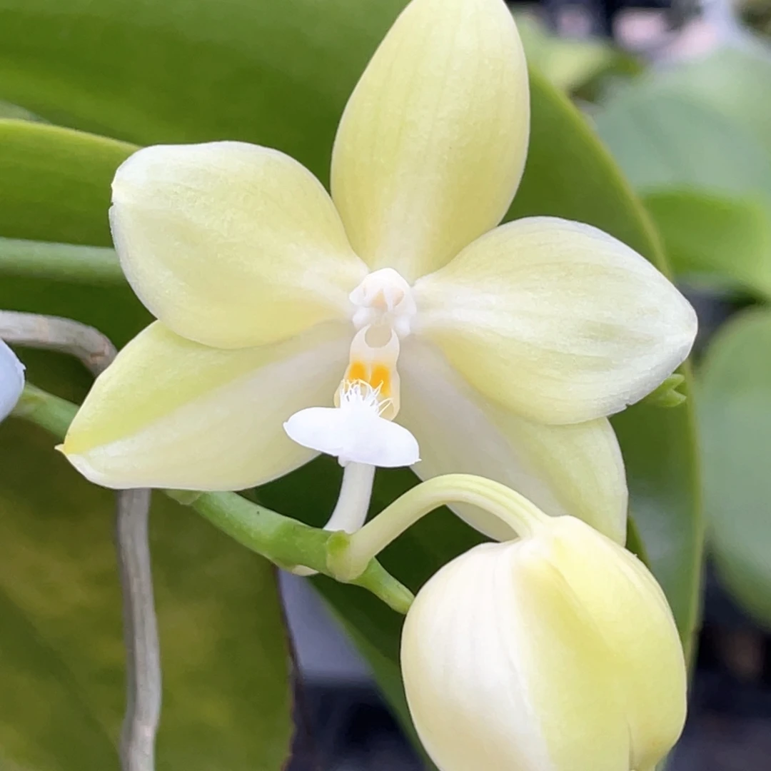 大部分开放少量花苞【盲盒盲盒盲盒叶黄特价】
