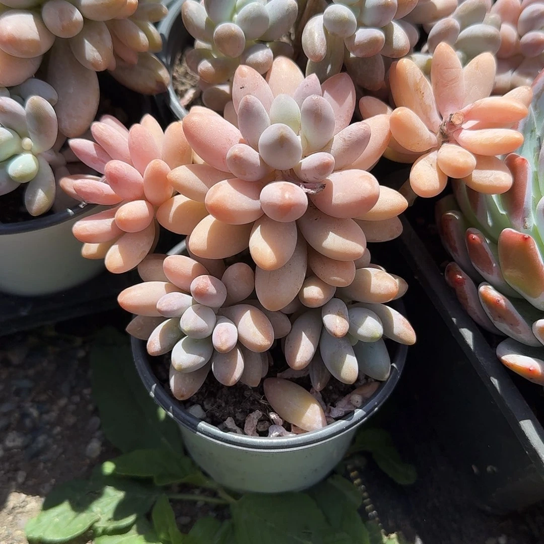 粉色恋人多肉植物精品