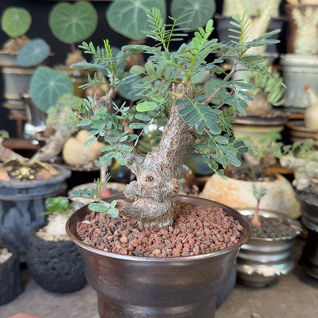 一物一拍沙漠苏木238