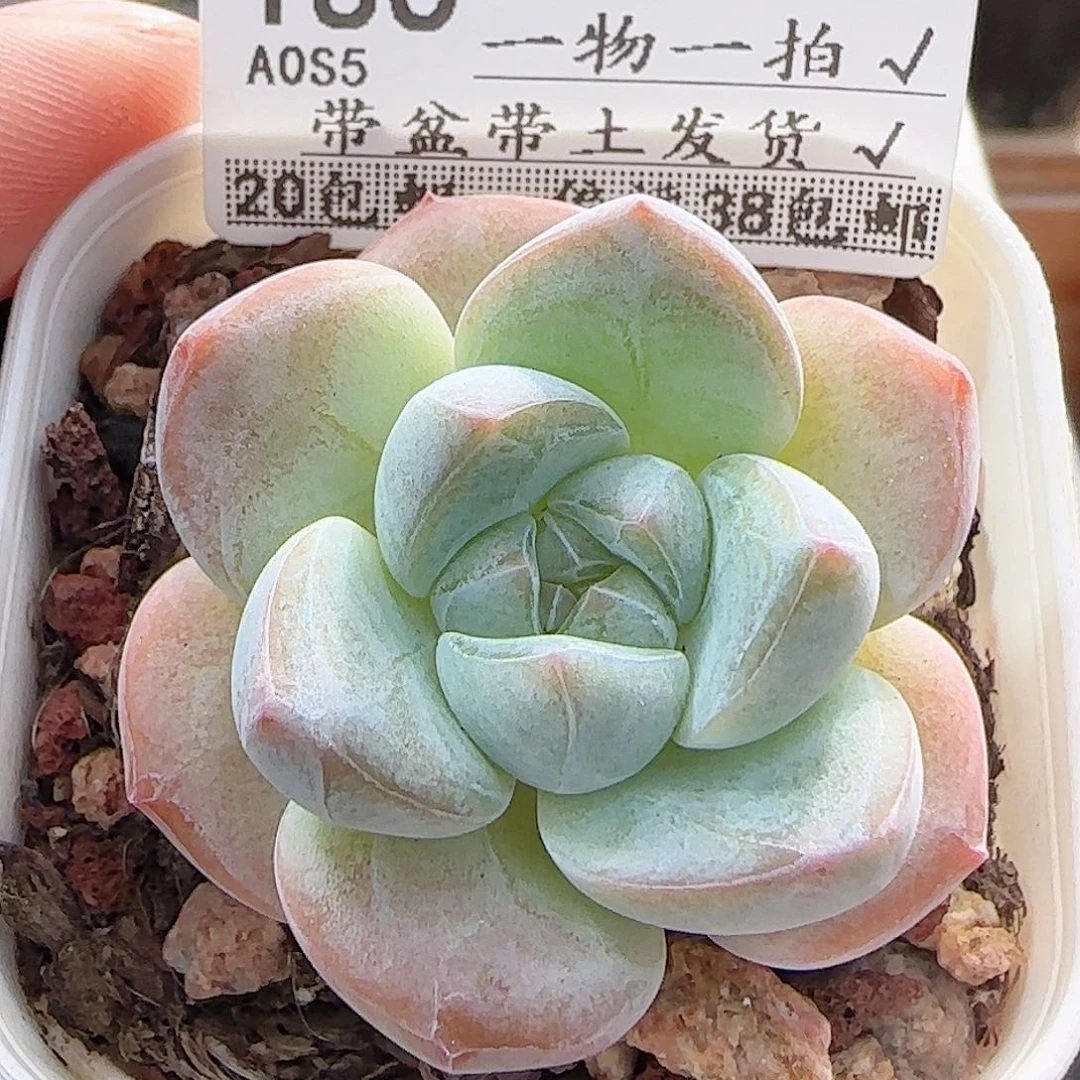 多肉A0A0--186粉色奇缘