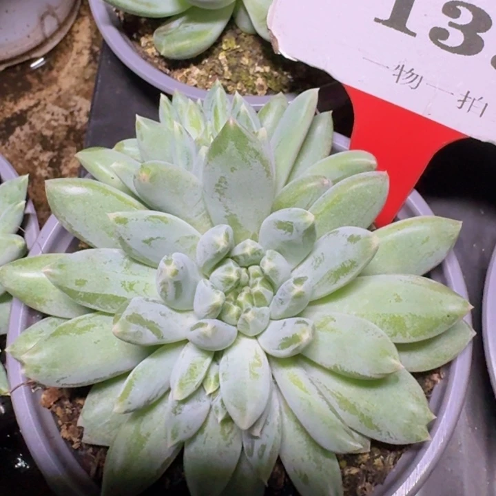 美人139多肉植物