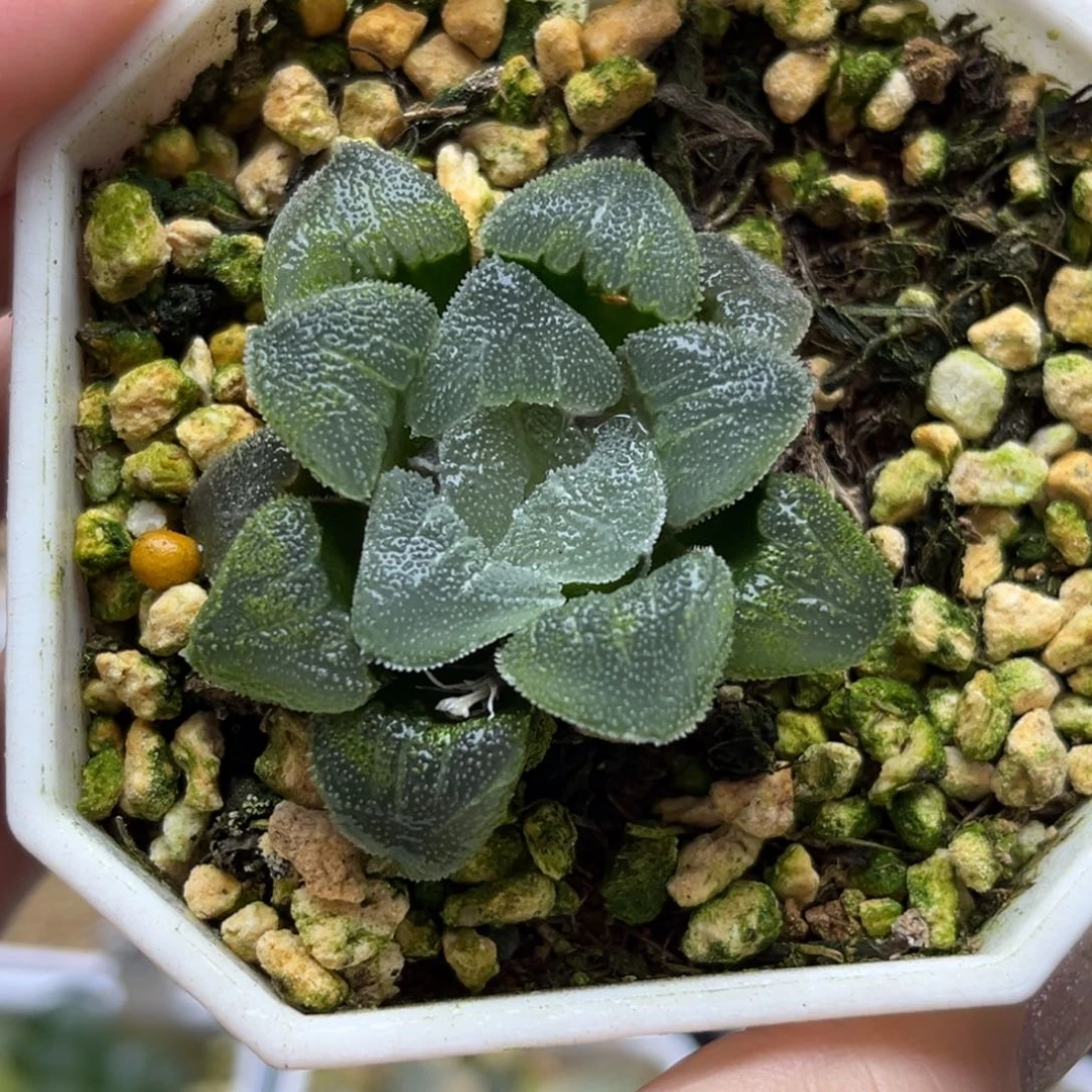 119妖魔哈哈哈哈哈