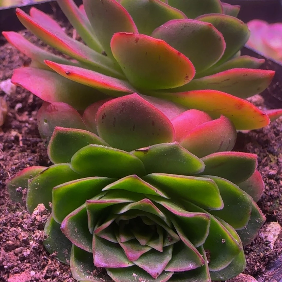 用****7侧芽紫龙113435356868683