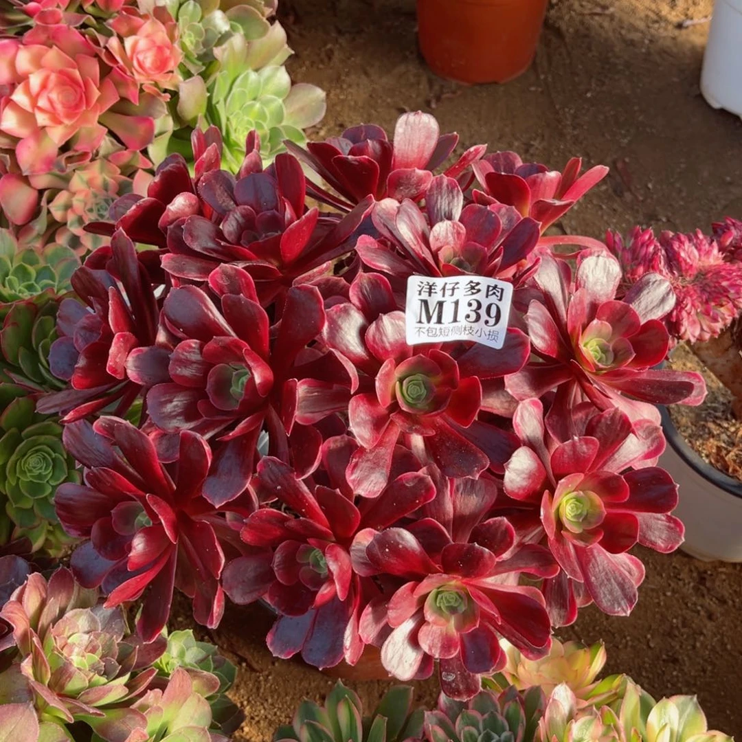 139爱神 冠幅28左右