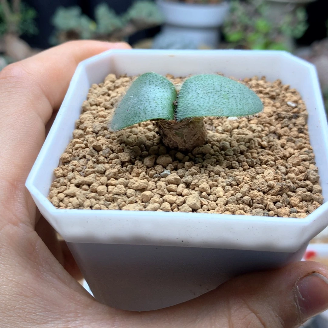 福利毛叶月莲多肉带盆