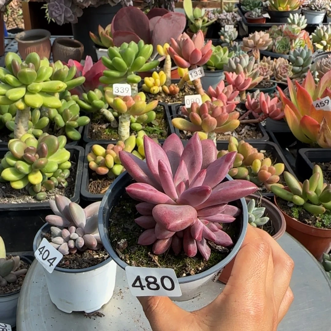 480号 一物一拍 一物一拍