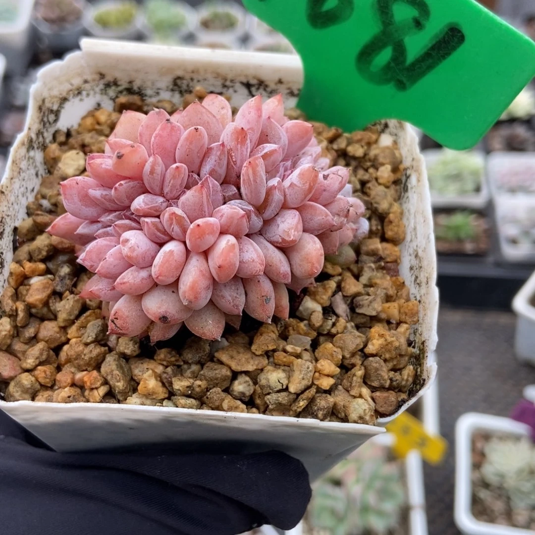 1681橙子缀多肉植物