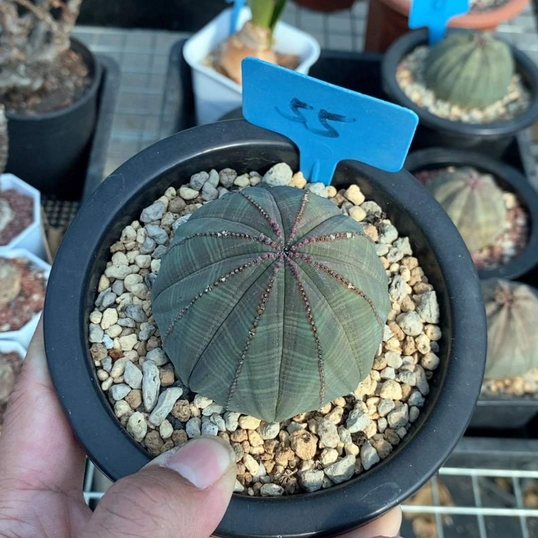 欧系布纹球多肉植物
