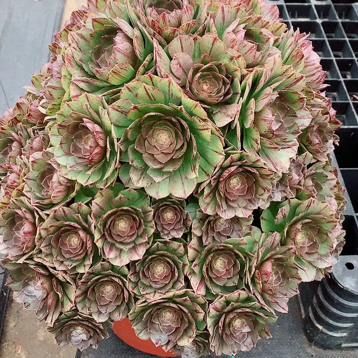 万拉丝法师多肉植物