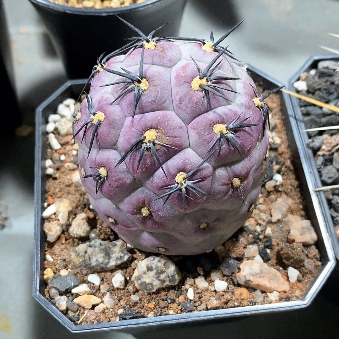 一**界强刺习志野仙人球