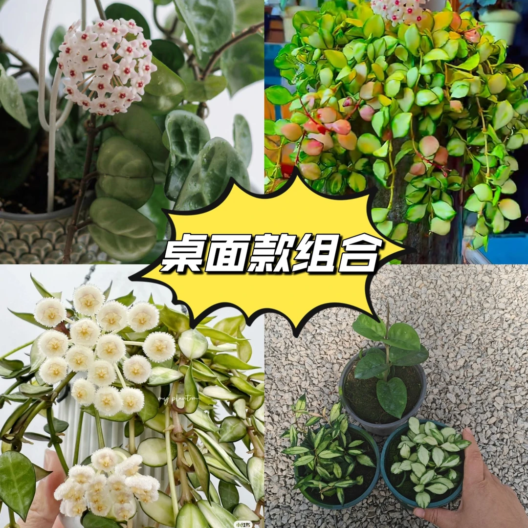 【桌面球兰组合】基地四季生长种植阳台垂吊造型可选生长花开大叶