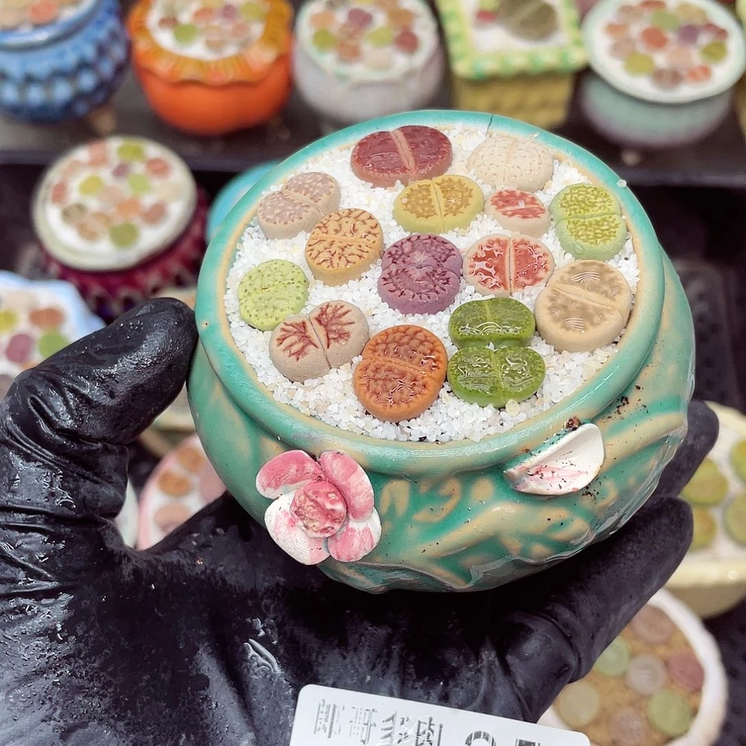 生石花满18包邮1128-35