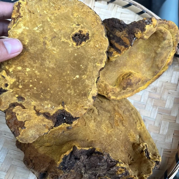 小念统货推荐云南深山正宗桑树桑黄