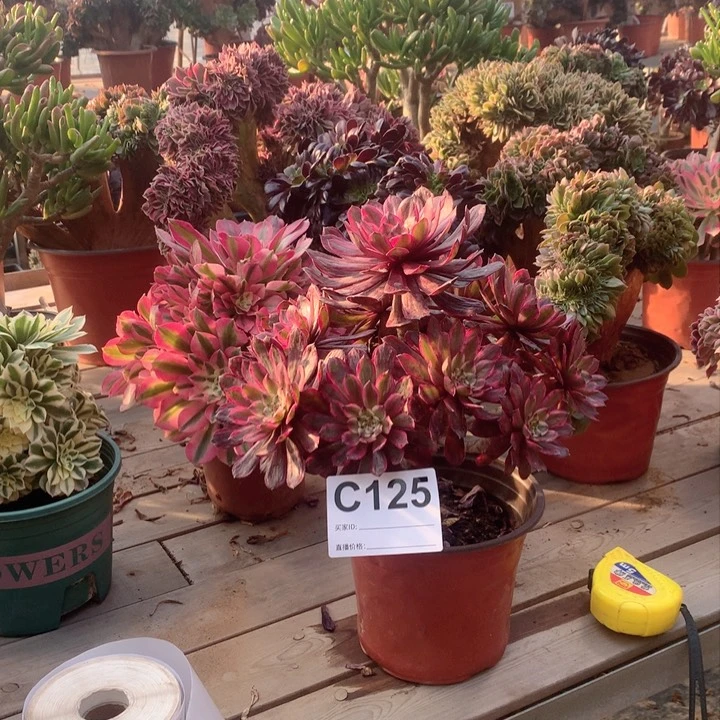 125紫霞仙子三年老桩