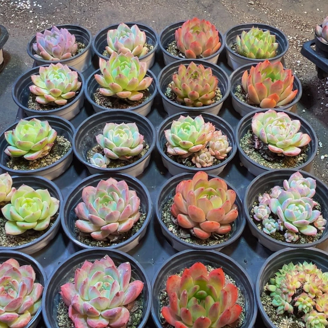 037大热的一款面膜纸