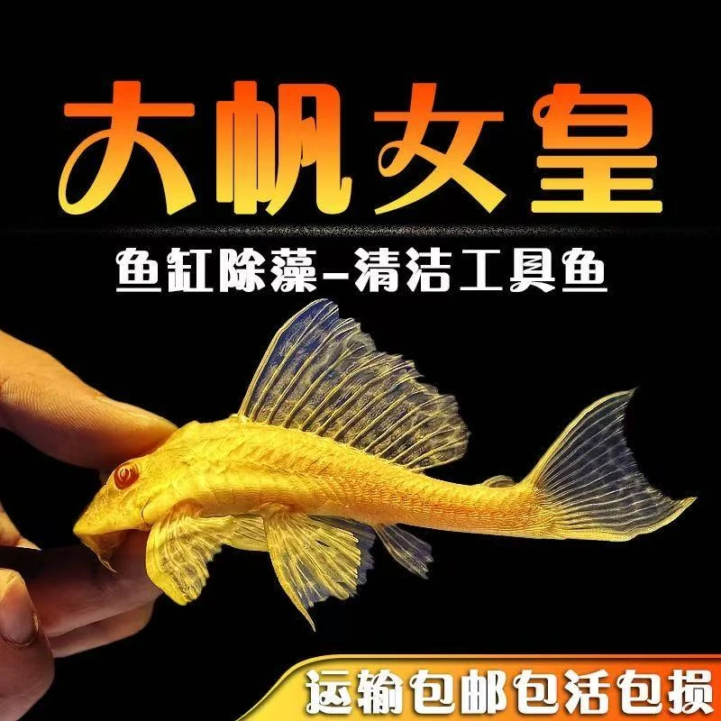 黄金红眼女王清道夫活体大小型垃圾异型鱼清缸除藻热带观赏金龙鱼