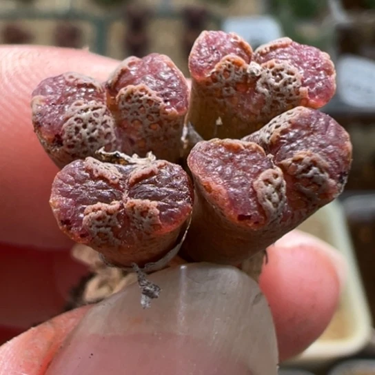 洲*鱼子酱蝴蝶勋章一颗870。