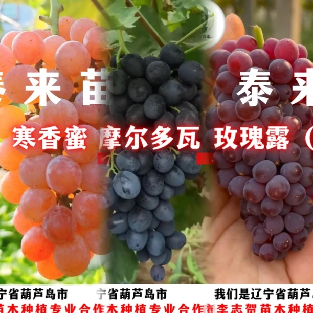 抗病系列（寒香蜜、摩尔多瓦、玫瑰露）