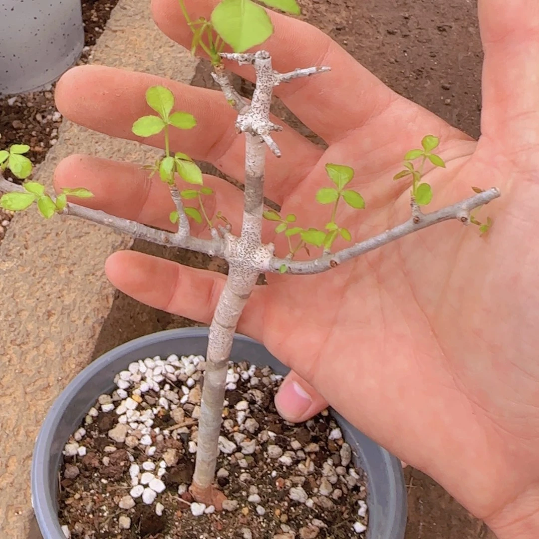 刘***力块根植物块根植物