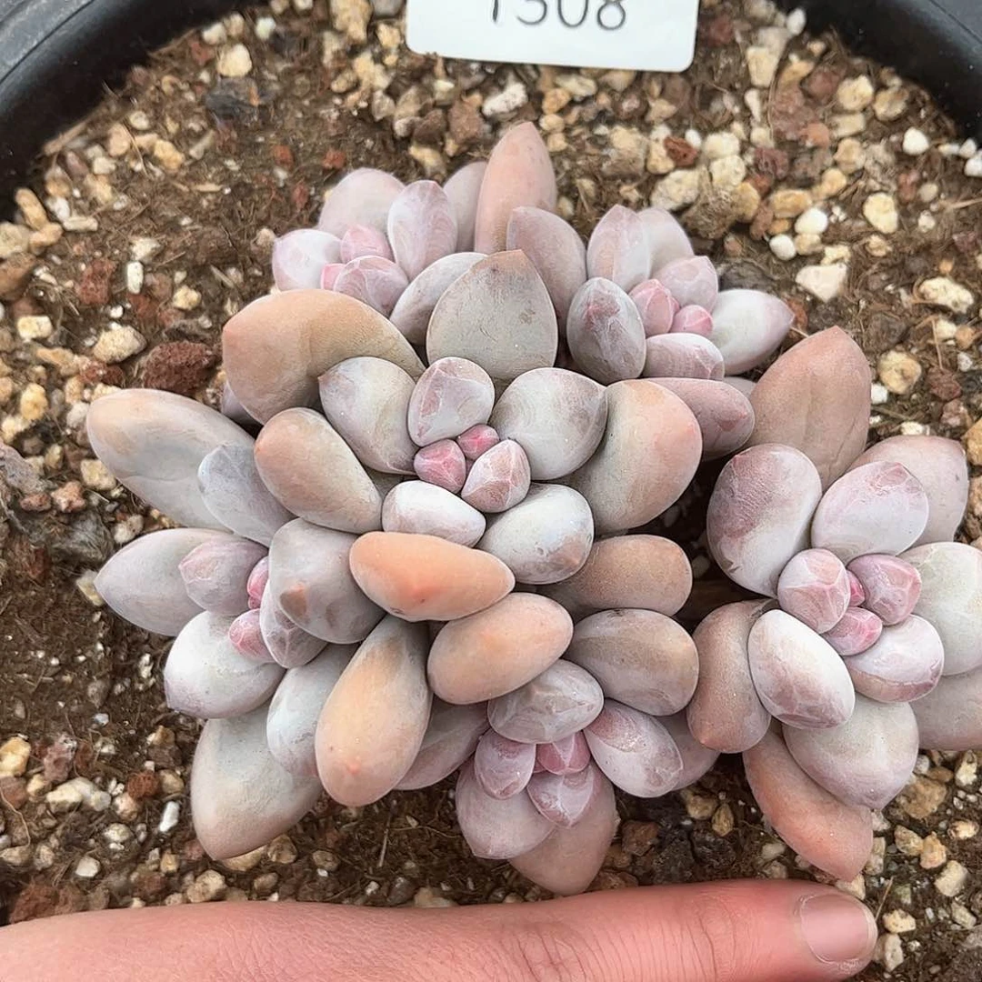 1308香水自然群福利价