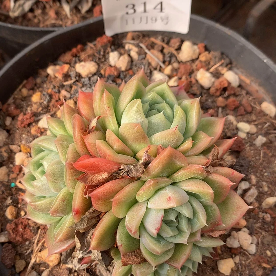 【闪购商品】云314号