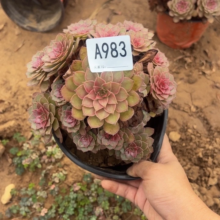 红魔微瑕多肉植物983.