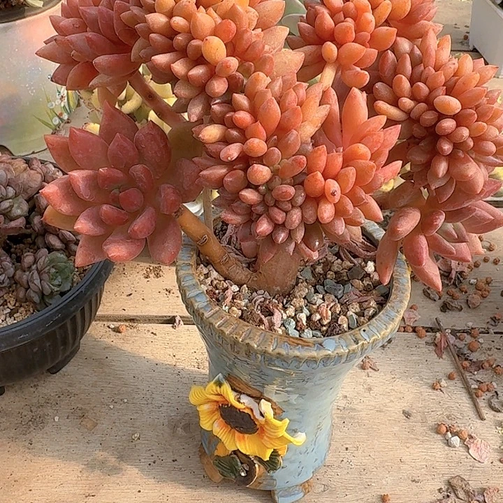 桃花源一体化饿几个路口