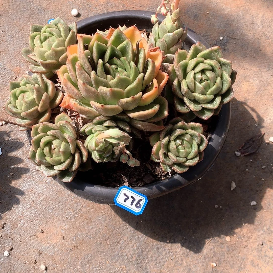 776白玫瑰 一物一拍多肉