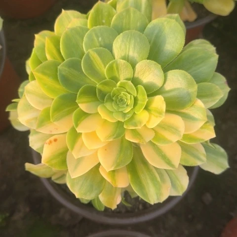 法师五彩琉璃多肉