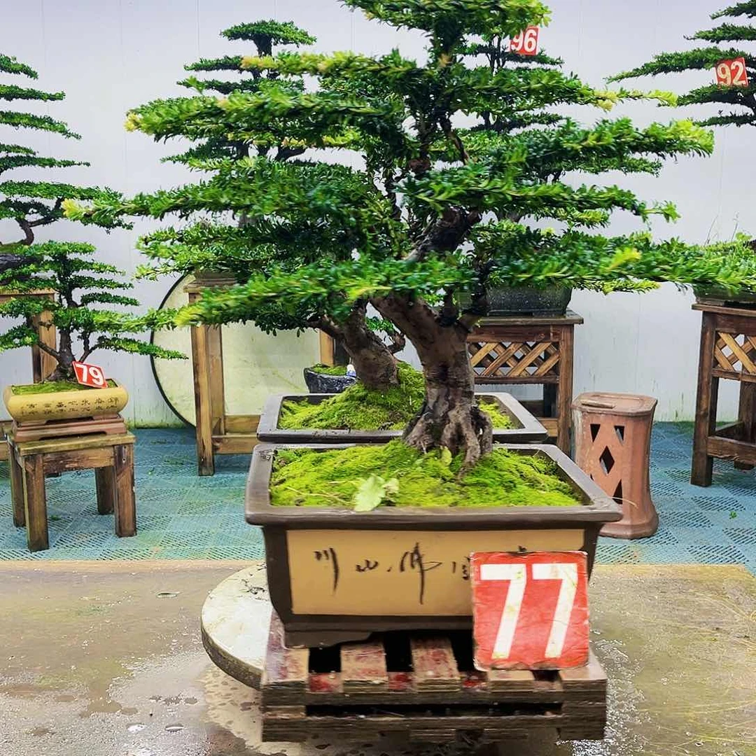 完全开放罗汉松盆景艺术