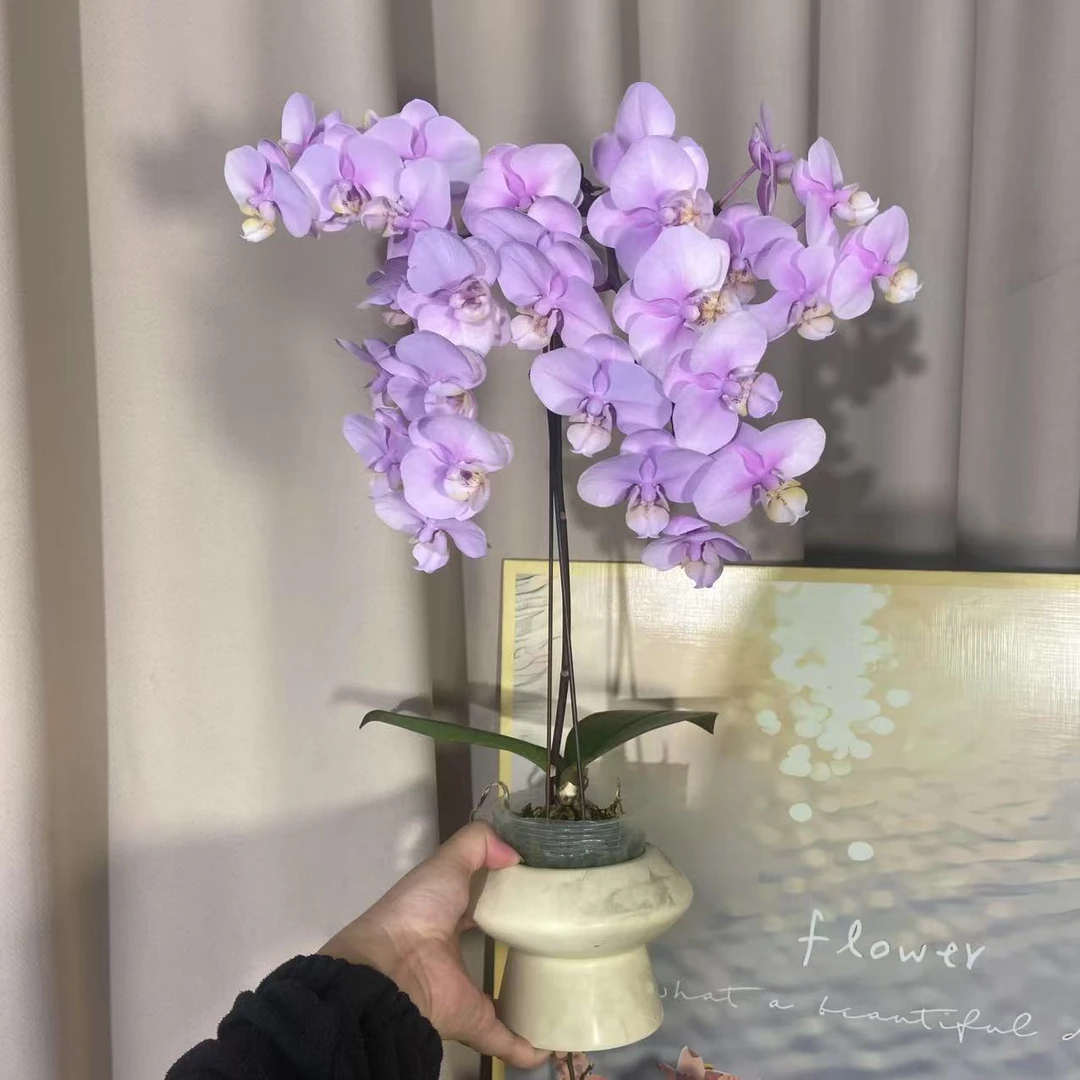 蝴蝶兰《小梅花》 花量大好打理丰花型易养耐活 基地直发