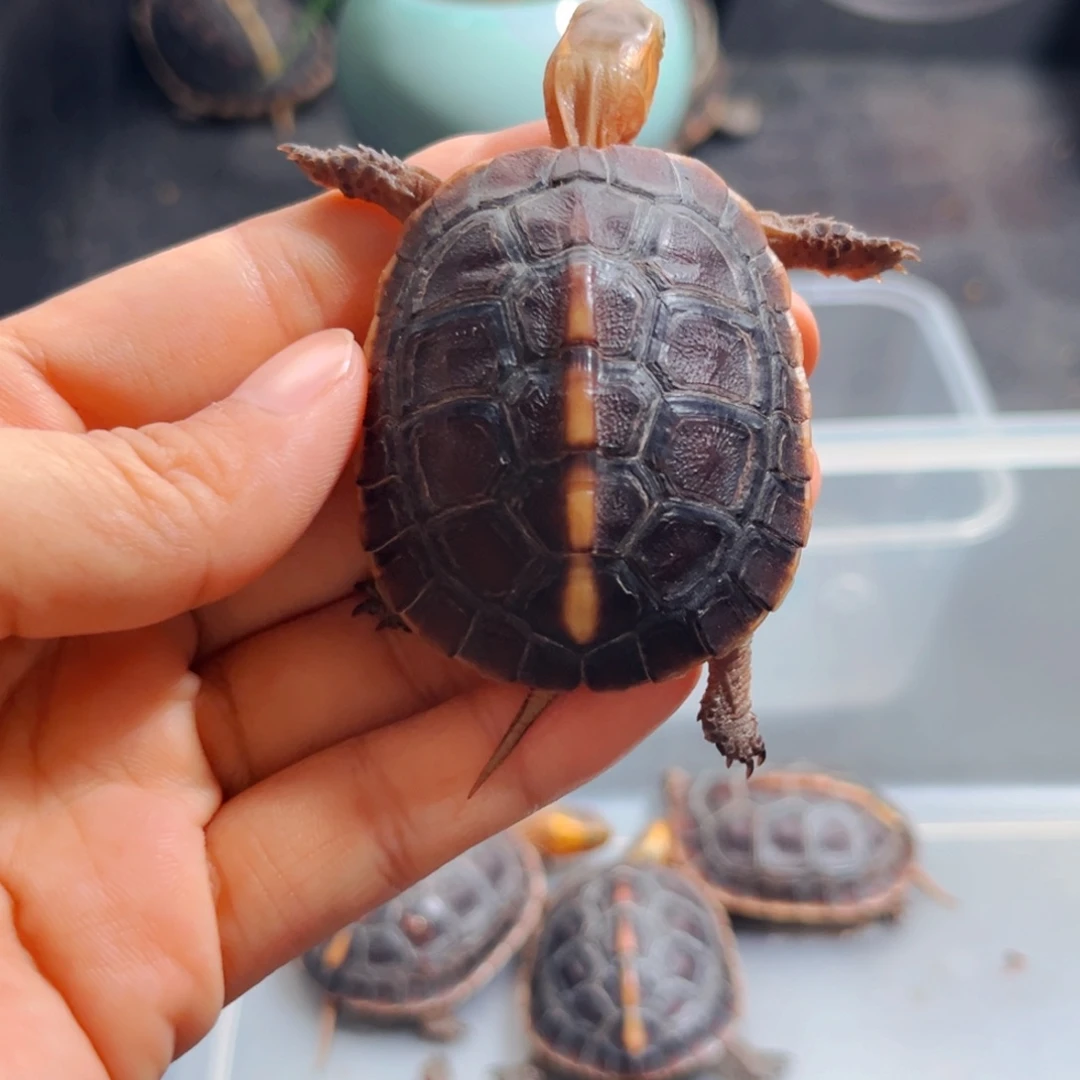 宠物龟不分公母直播间挑选活体可爱宠物龟