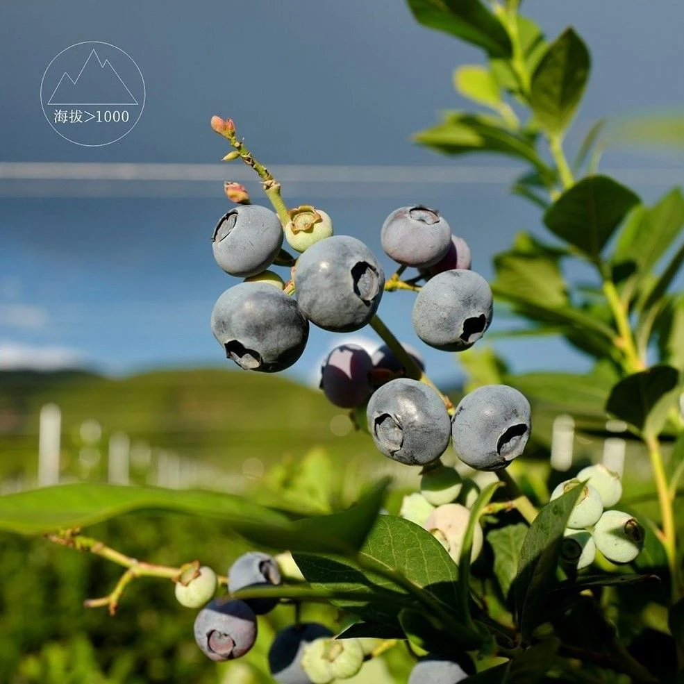 大果红河花香蓝莓L25专利品种12-14mm6盒装1.5斤定制采摘微酸硬脆
