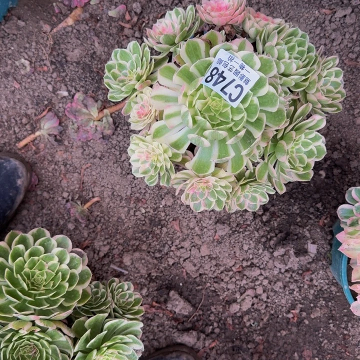 孔雀翎花25-14包邮花花