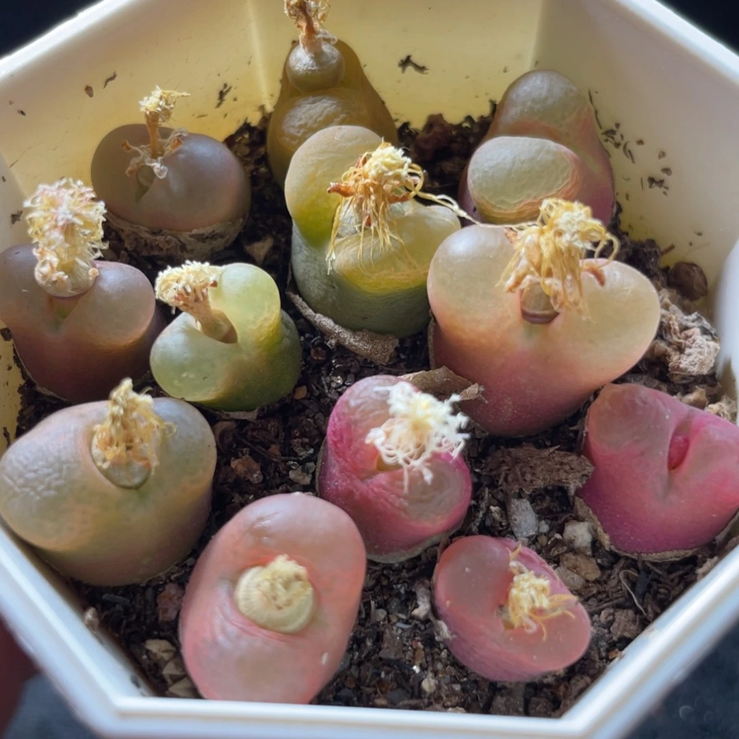 7方特价母本毛一物一拍～4