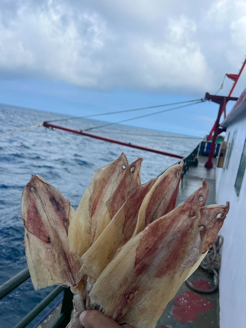 广西北部湾北海正宗船晒穿孔鱿鱼干渔民船上新鲜淡干足干鱿鱼煲汤