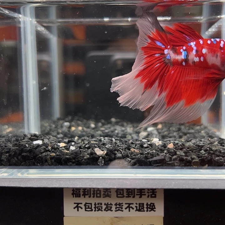 斗鱼竞拍跑单拉黑27日98