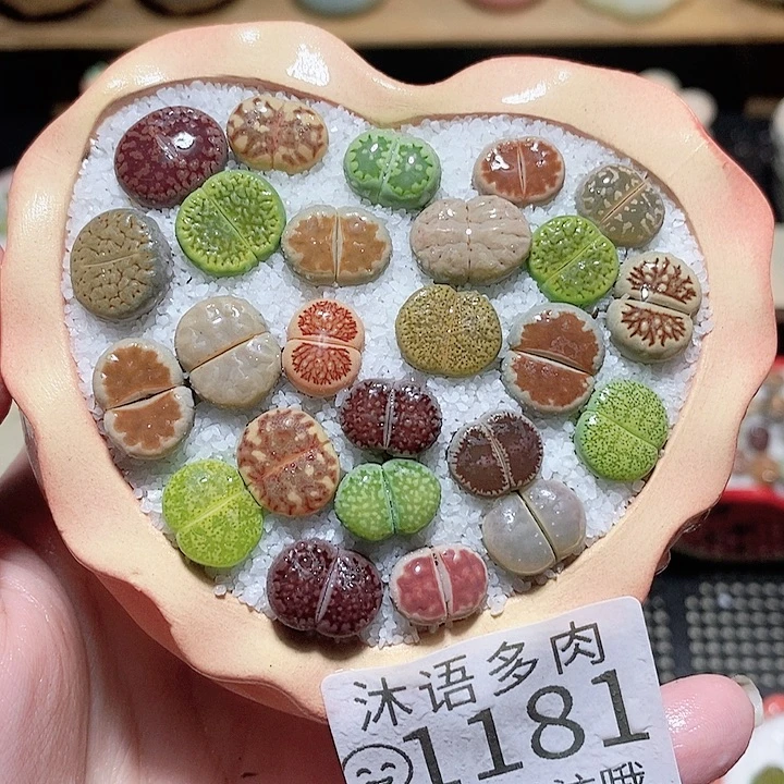 精美盆栽 一物一拍1181