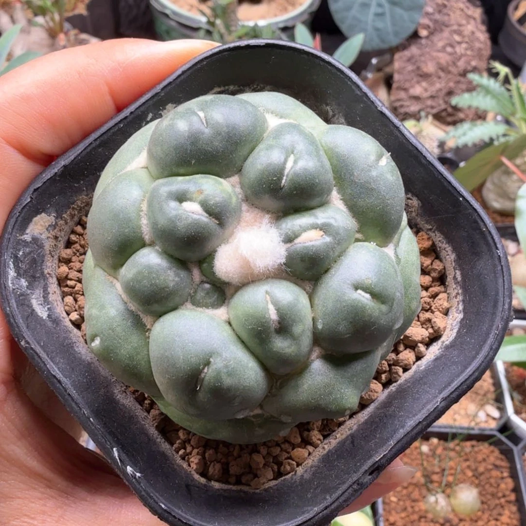 无刺象牙 451 仙人球