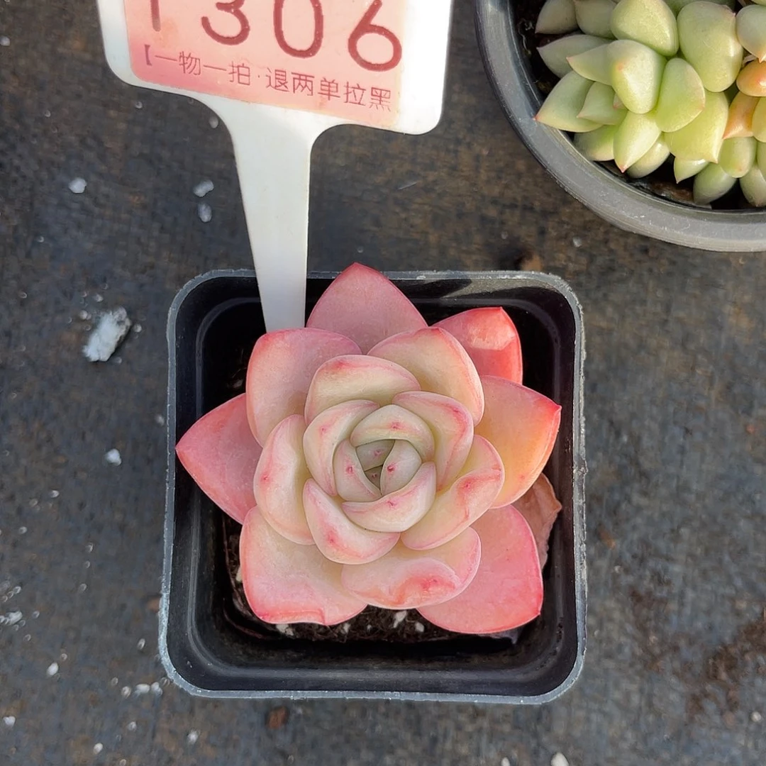 云尘多肉一物一拍 1306,