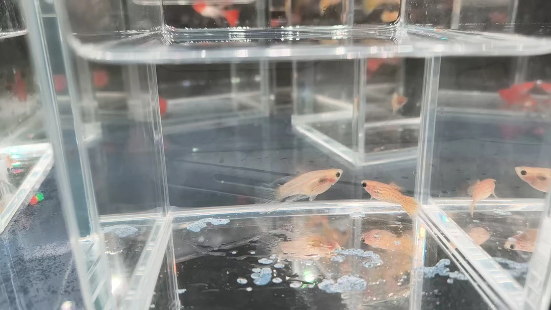 【黄蕾丝玻璃猫缎带】孔雀鱼小型观赏鱼好养耐活易繁殖热带鱼