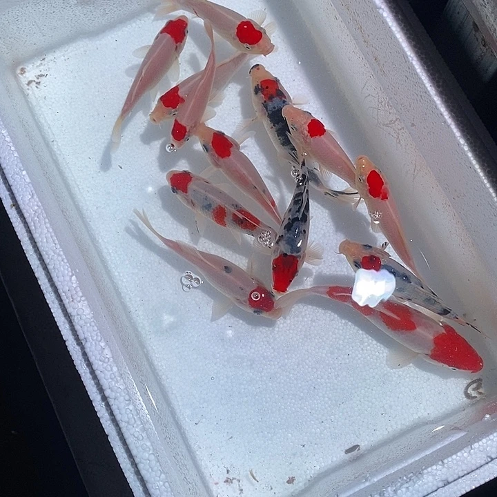 一***世锦鲤锦鲤活鱼开箱包活