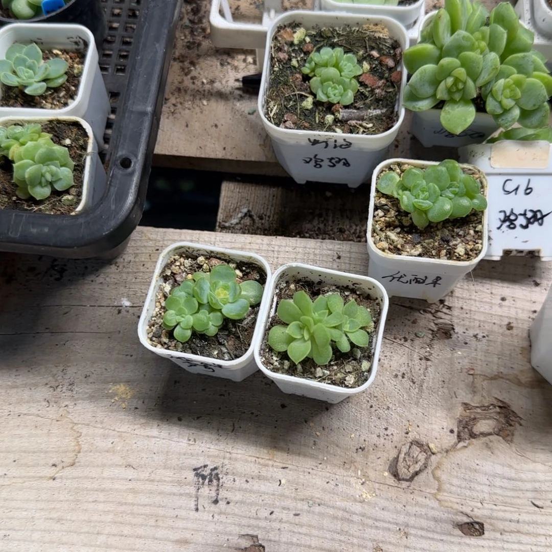 芬***h优西米／碧琉璃中苗一个满25包邮