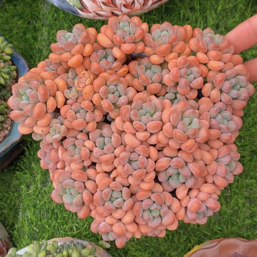 木糖醇 一物一拍。