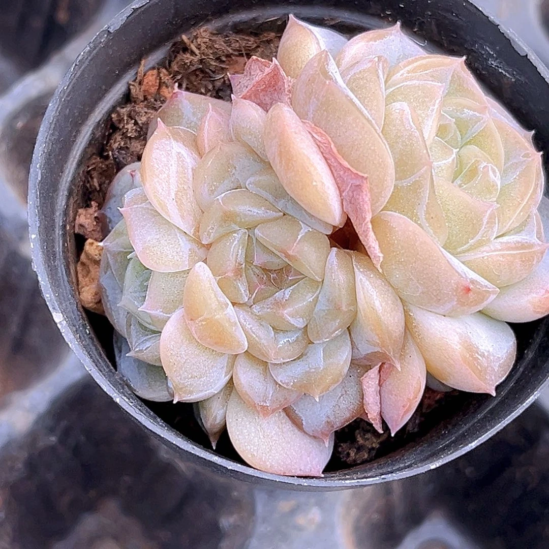 443 一物一拍多肉 月宴