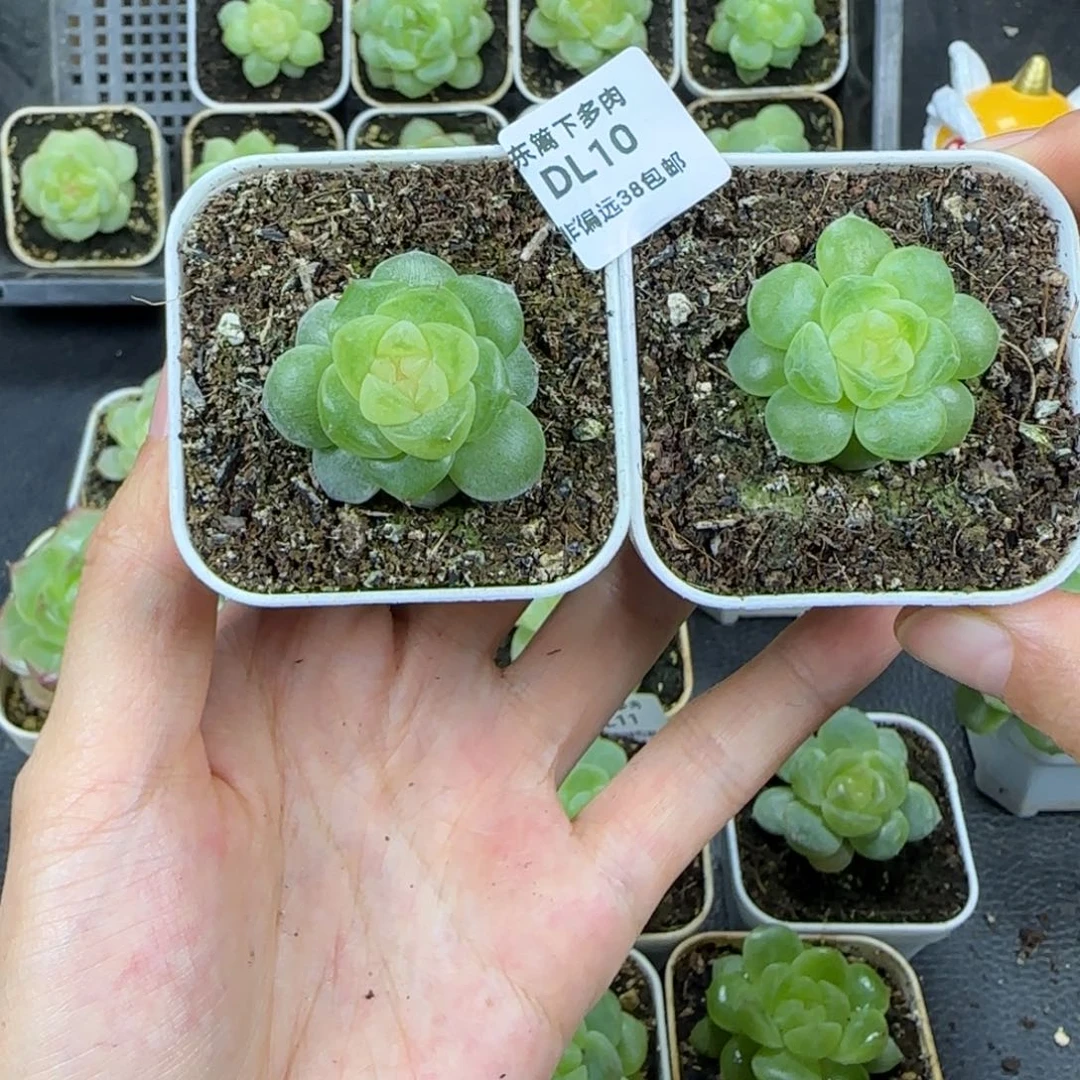 浆****10东篱下多肉植物哈哈哈哈